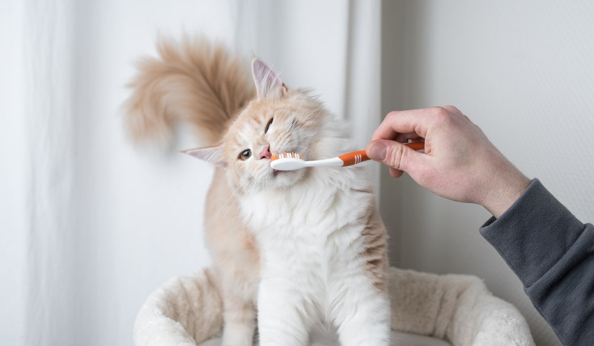 Person brushing a cat's teeth