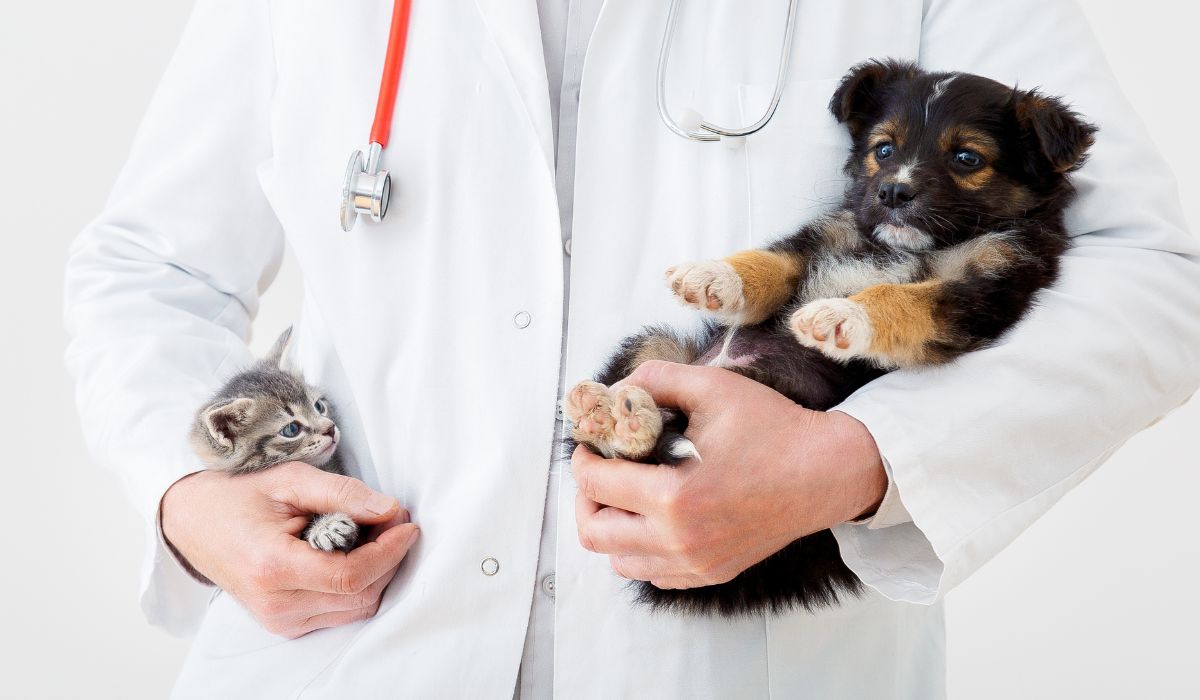 A vet holding a kitten and a puppy