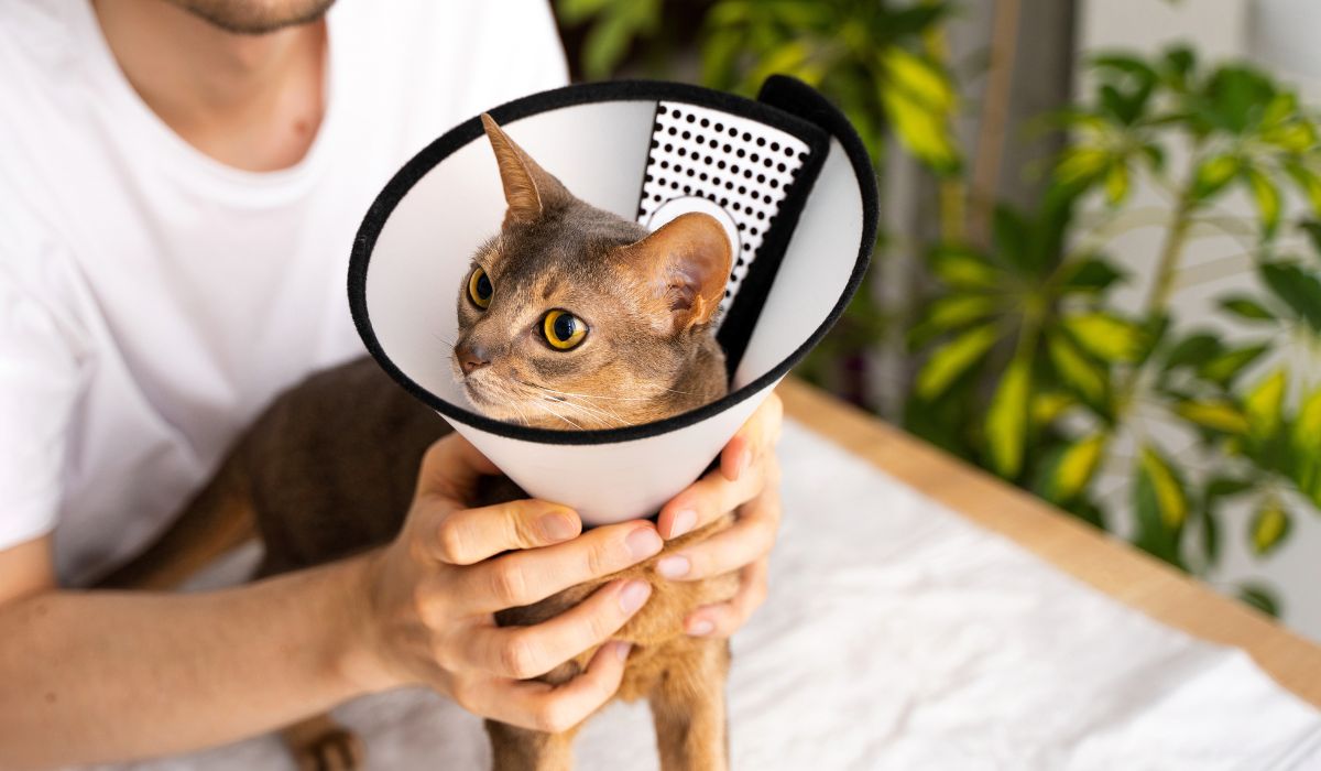 Person gently holding a cat wearing a surgery collar