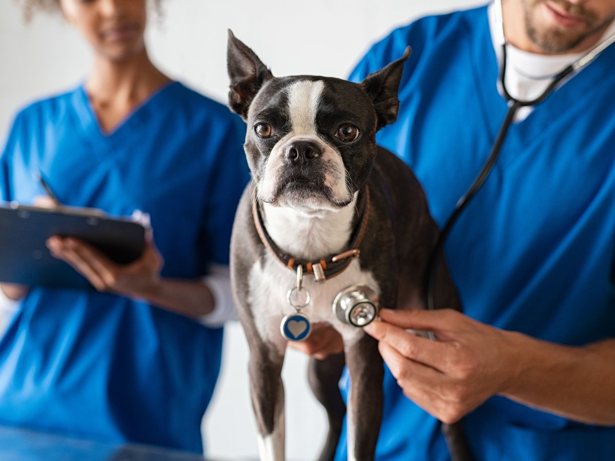 Vet examining a dog with a nurse in the background