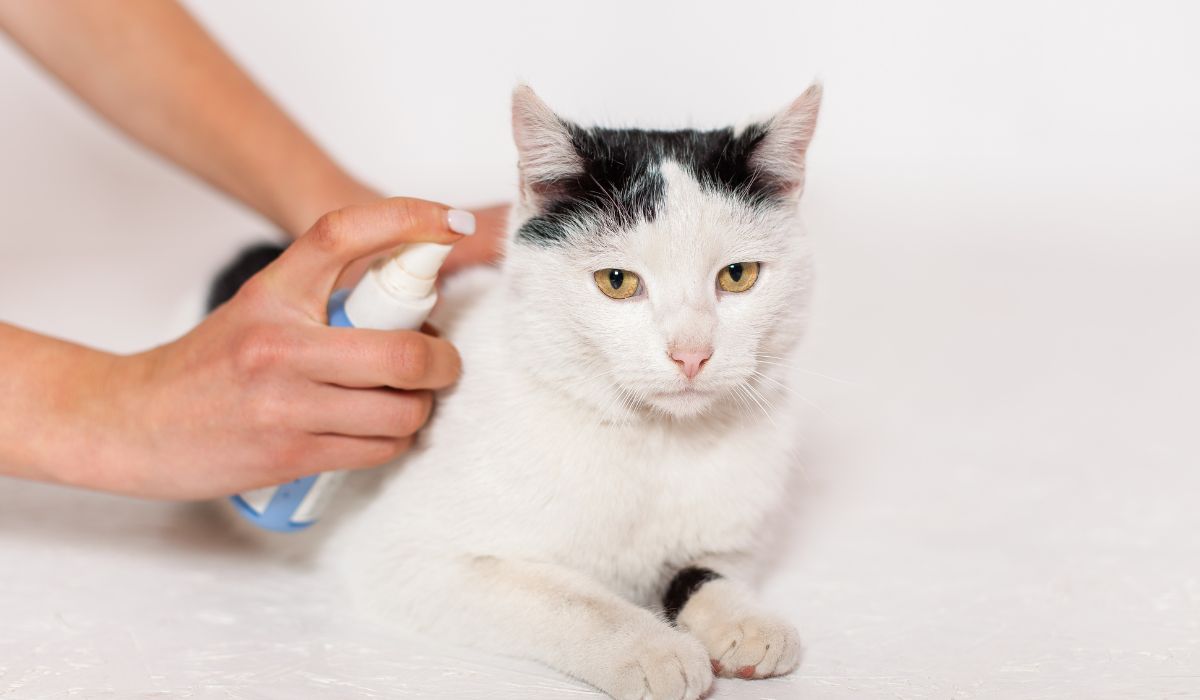 Vet spraying flea prevention on a cat