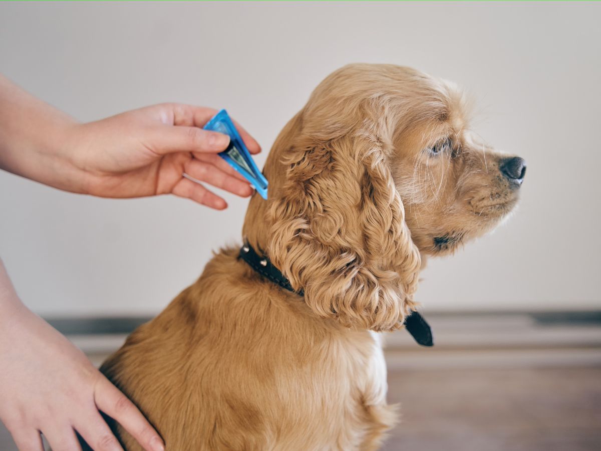 A person applying parasite prevention medicine on a dog