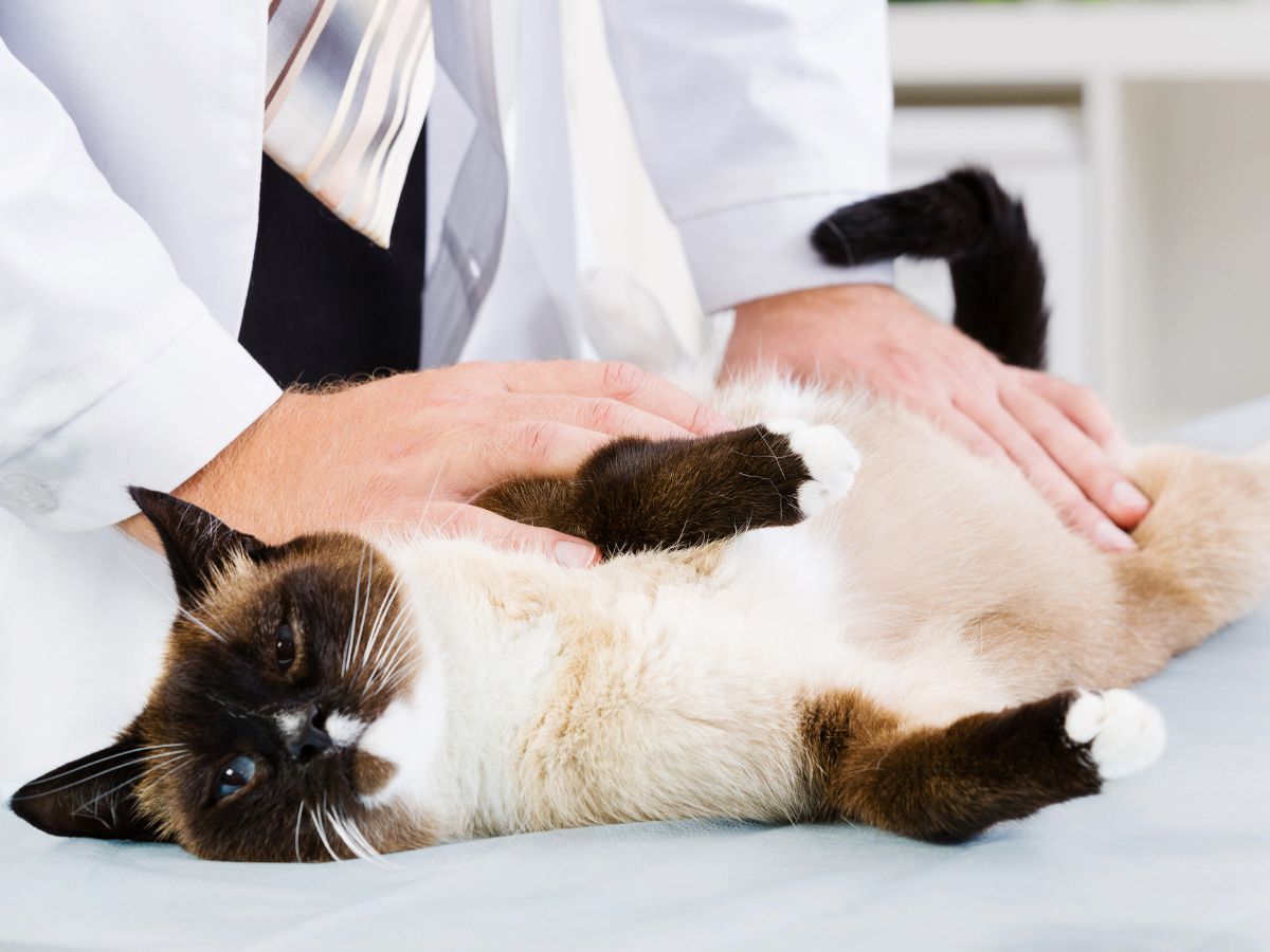 Vet examining a Siamese cat lying on a table