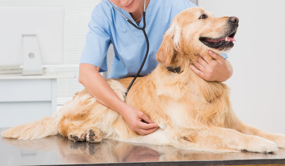 Vet examining a dog with a stethoscope
