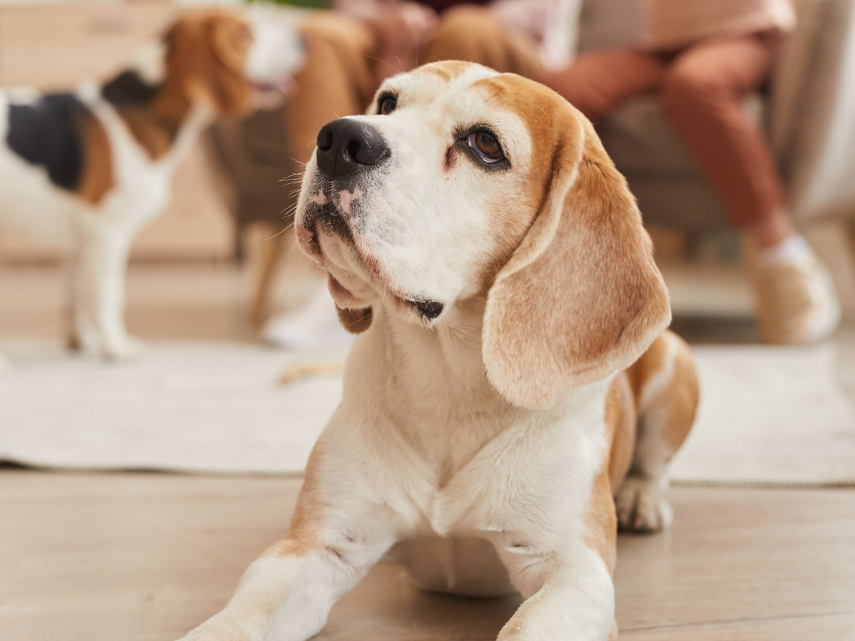 senior dog laying down on the wood floor