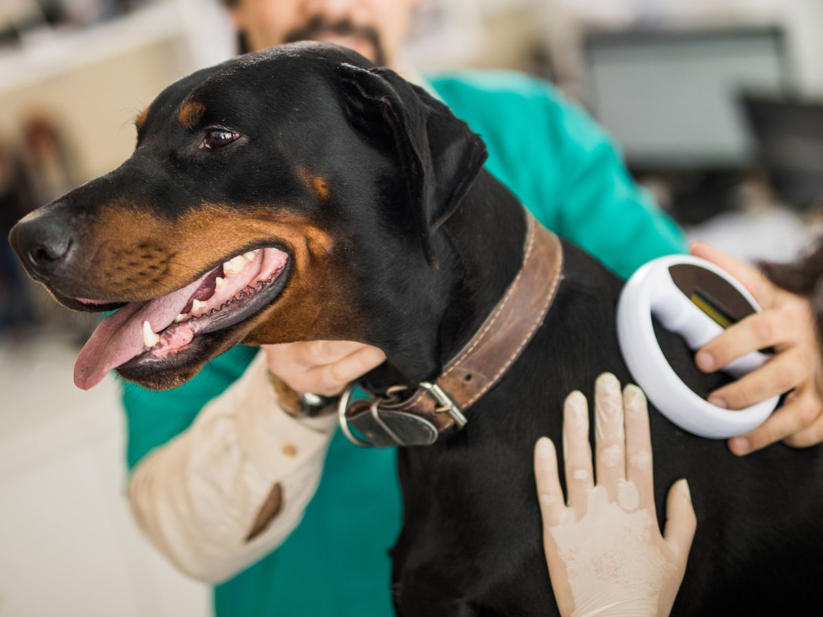 Vet scanning microchip implant of a Doberman