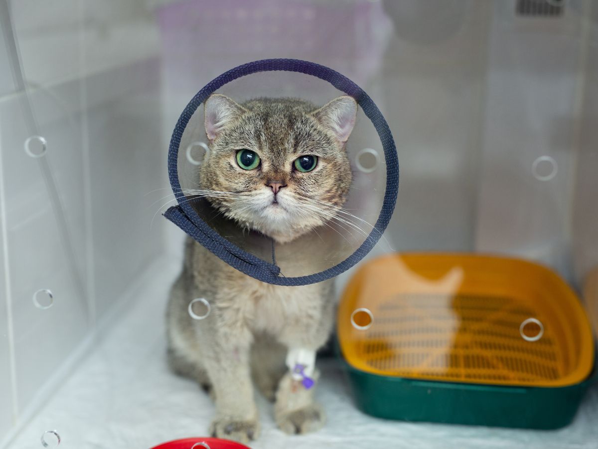 A cat wearing a surgery collar