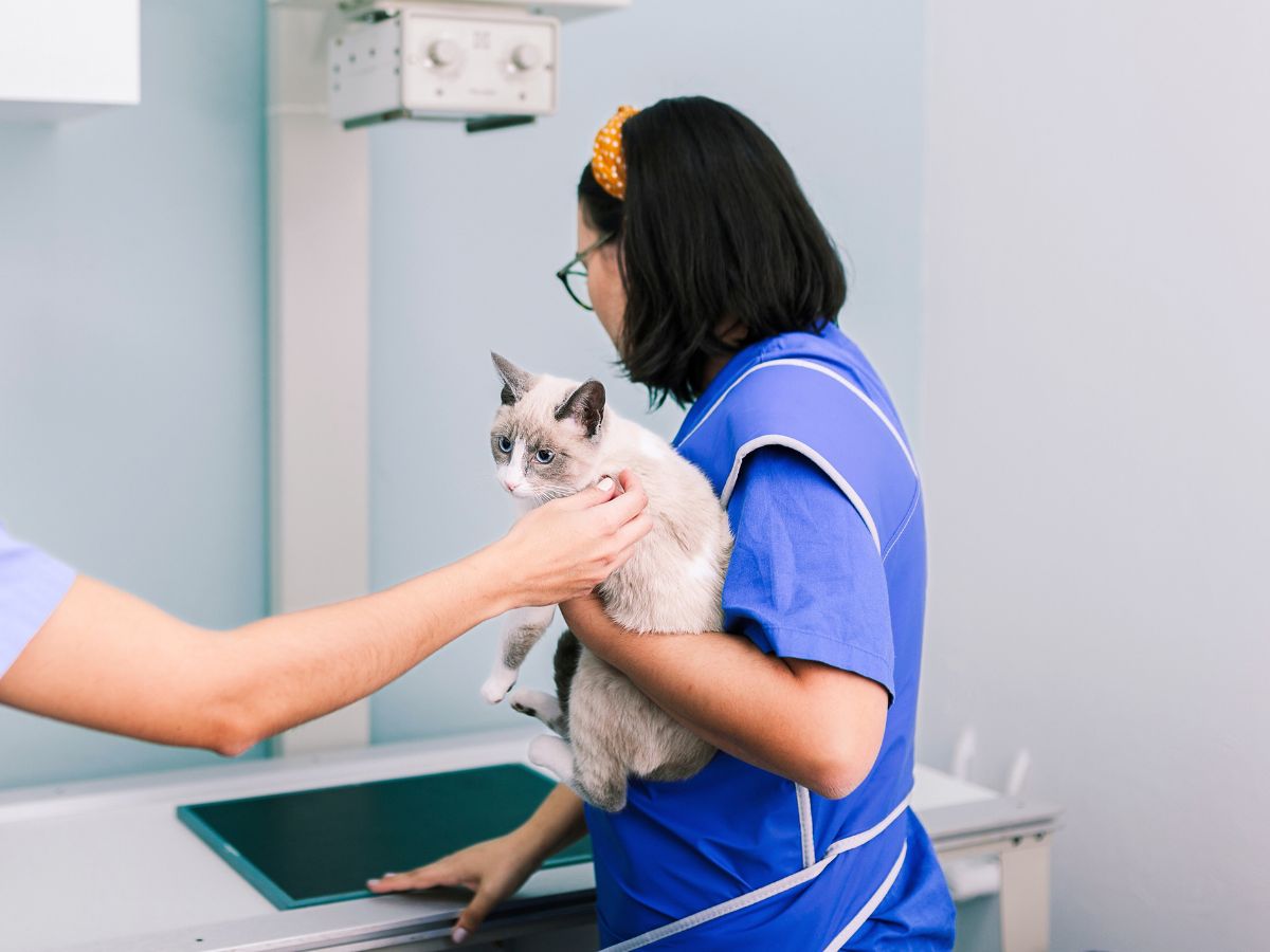 Two vet staff taking x-ray of a cat