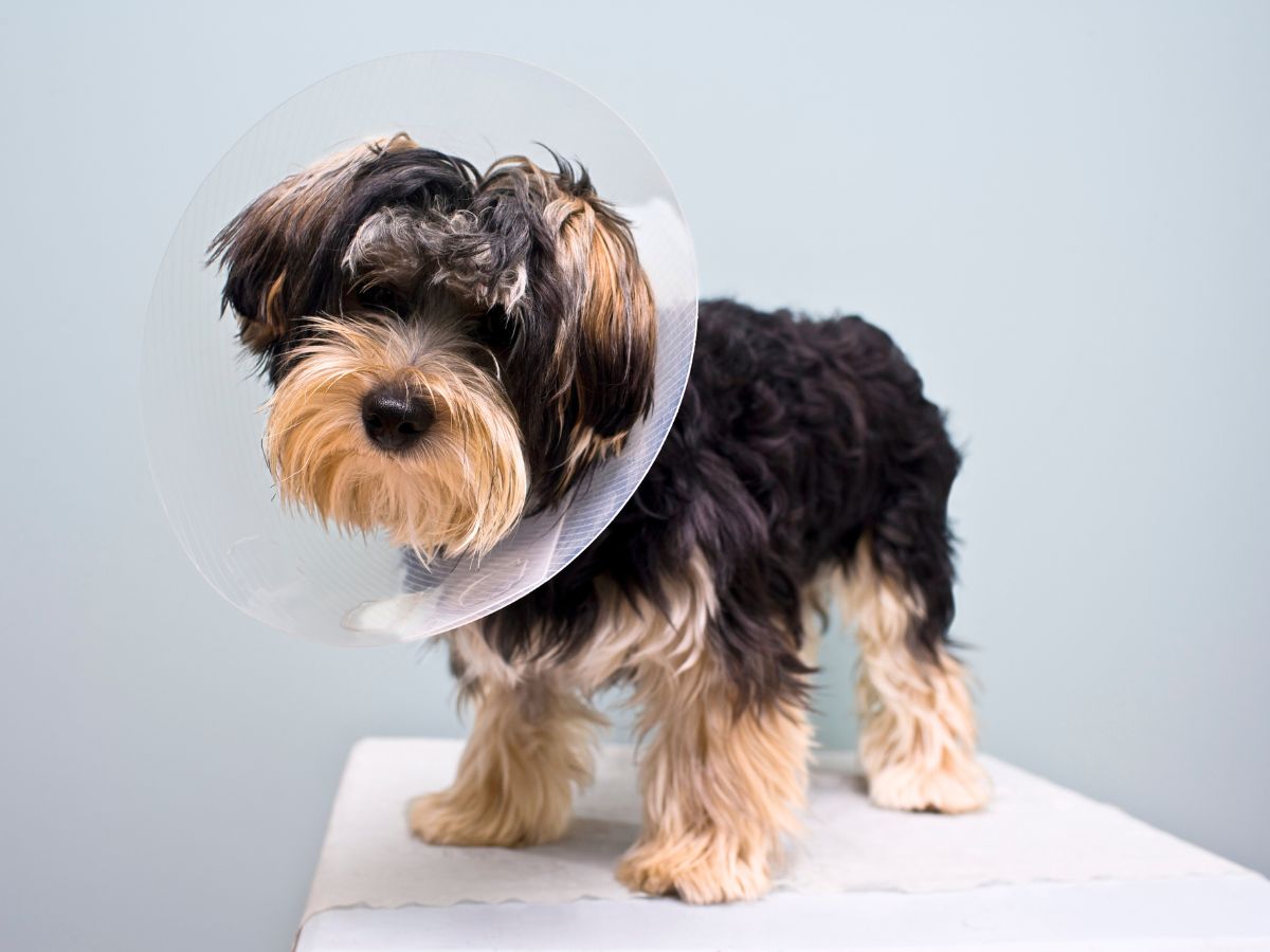 A small dog wearing a surgery collar