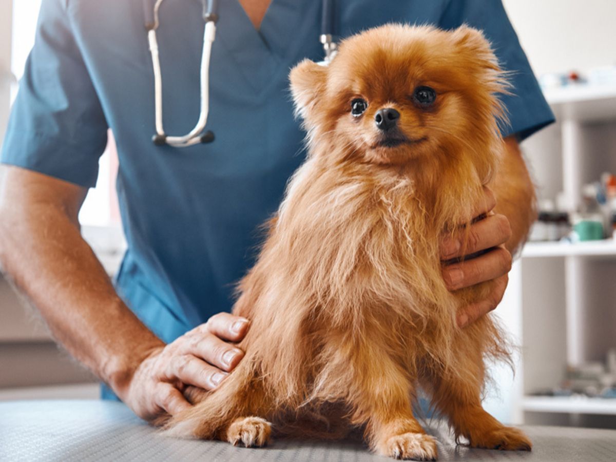 A vet holding a brown dog on the table
