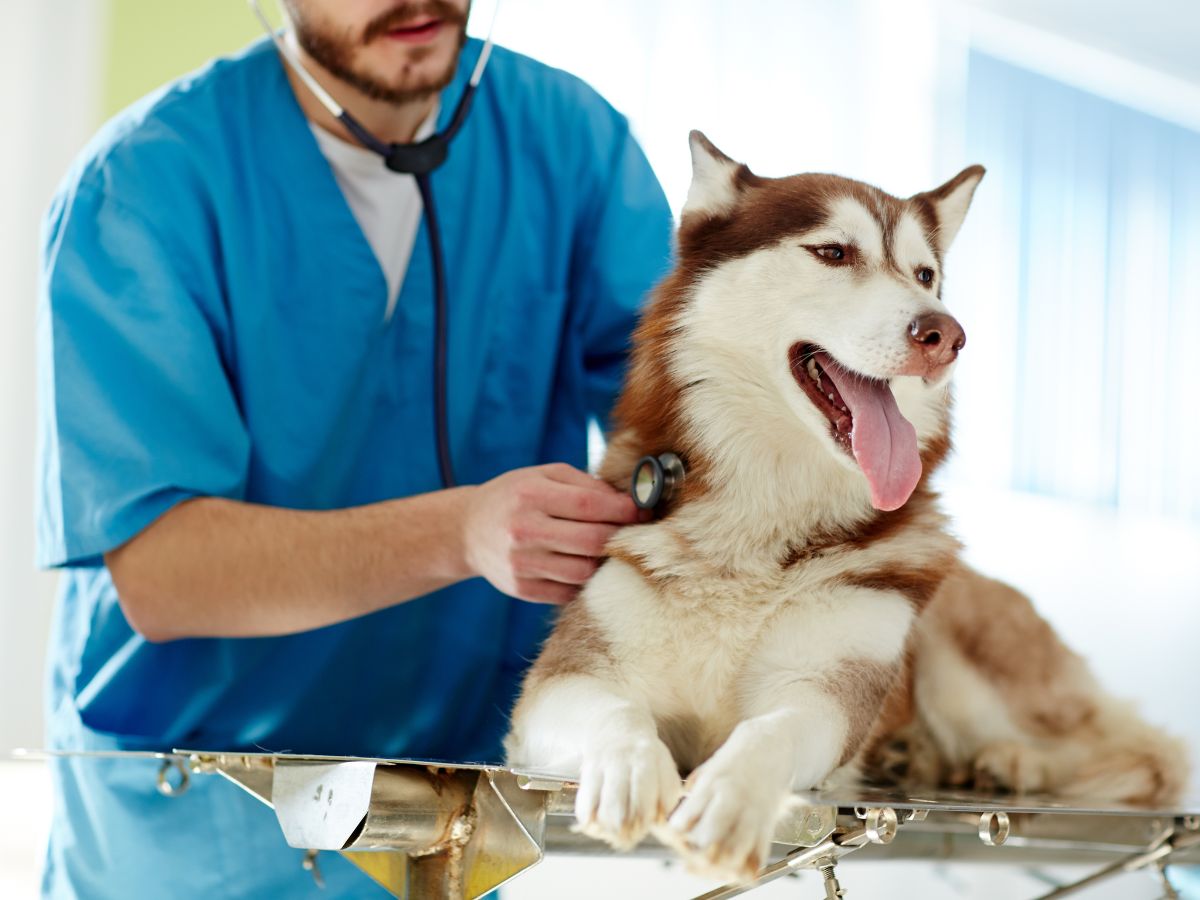 Vet examining a dog lying on a table with a stethoscope
