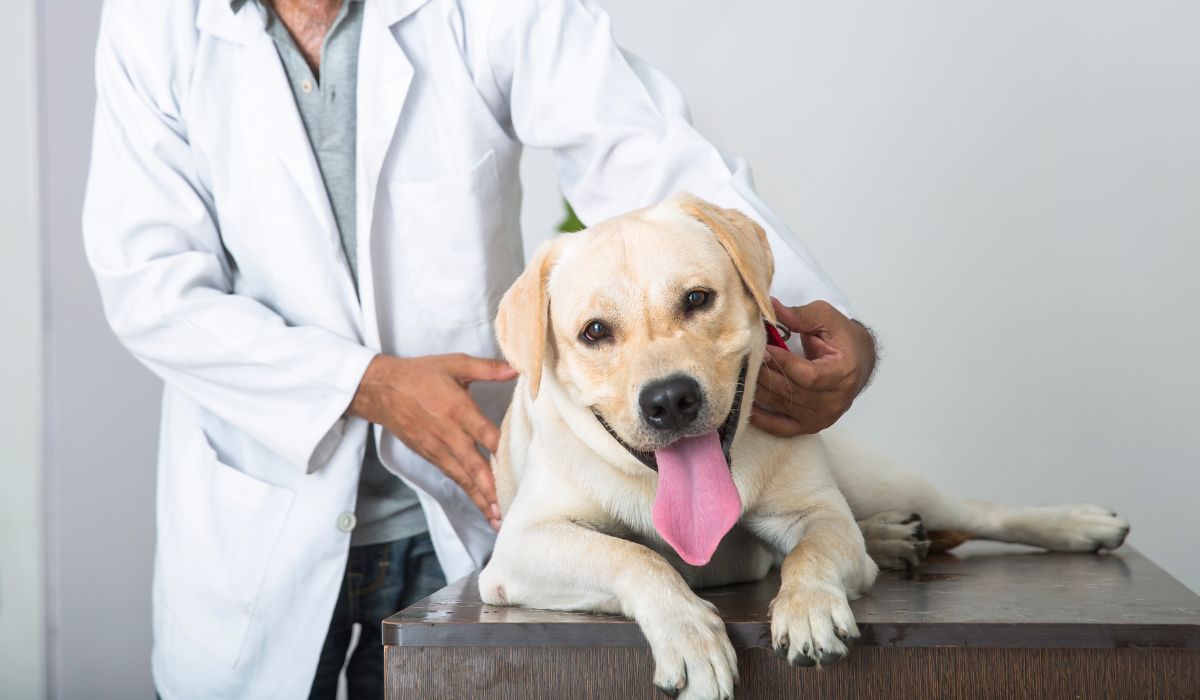 Vet examining a happy dog lying on a table